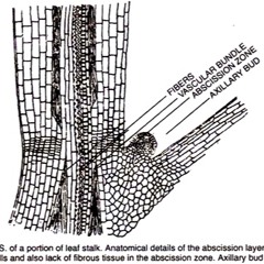 abscission