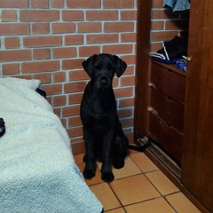 mi nuebo perro
