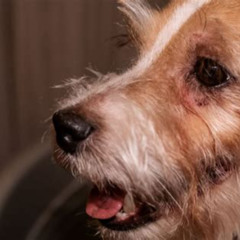 Best Watery Eyes Dogs Treatment Reviews