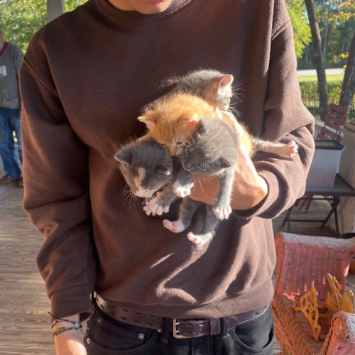 Stream rareguyanthem (thot chips) by crustgarden | Listen online for ...