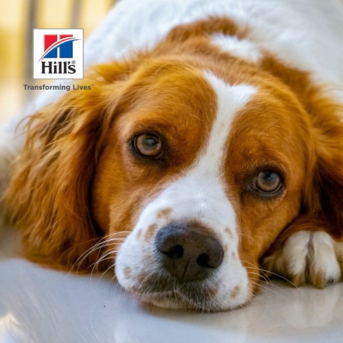 Stream episode Congenital Renal Disease in Dogs by VetFolio podcast