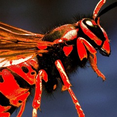 Mount XLR - Acid Wasp (AHRAAM 'Apex Wasp' Edit)