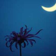 amour-perdu-2-texte-sonine ♥️.mp3