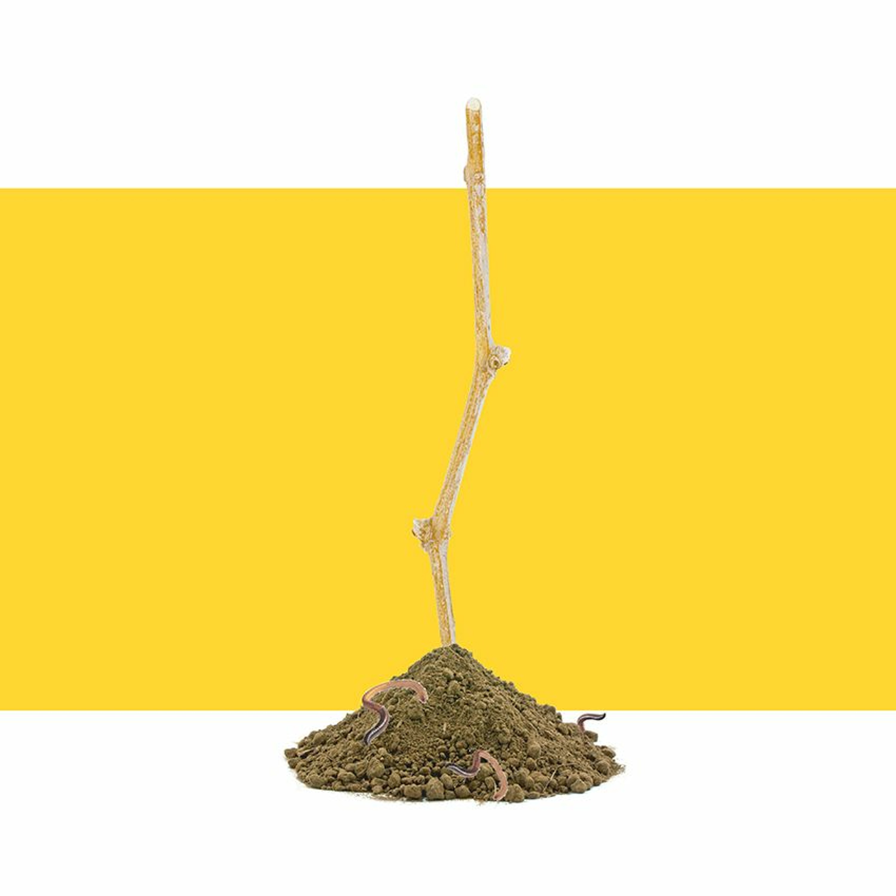 Ça Grouille Sous La Vigne