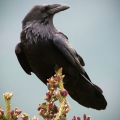 Raven