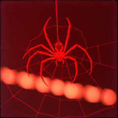 Redback spider