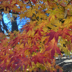 春を告げる - yama