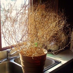 Tumbleweed set.mp3