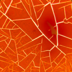 Fractured Perception