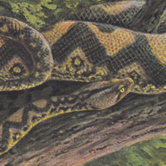 Jungle is a Shapeshifter (feat. Silent Servant)