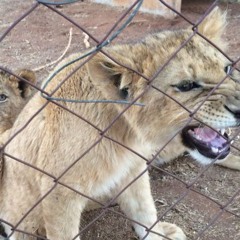 nowhiteflags (wegonbeok x nvrevr)