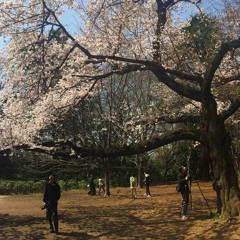 BLOSSOM