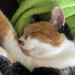 Cat purring