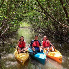Review Special Price Mangrove Tunnel Kayak Eco Tour