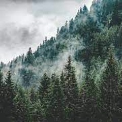 Calming Sounds of Pine tree forest to work out to