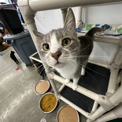 websurf (feat. T3DDY)