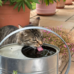 Tribute to GehLekTek (Compilation / Set)