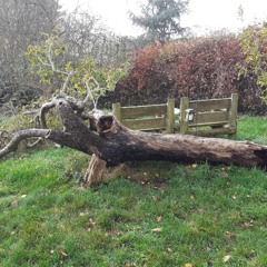 yesterday (lennon and mccartney) ~ cover