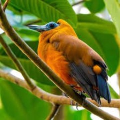 STBB909 (birdseyeview)