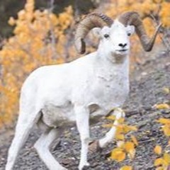 BIH