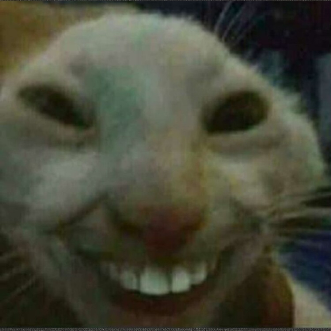 Кот Дрочит Мем Кот Дрочит Мем
