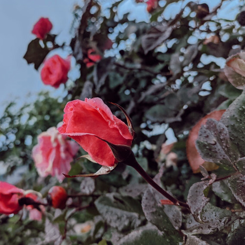 Mateo 24:27 (EYPC 2019)