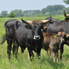 Toro Obstinato