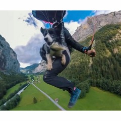 Kazuza The Base Jumping Dog