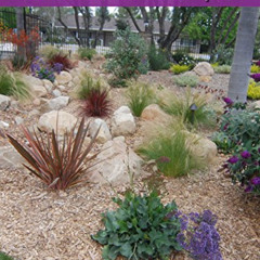 [Access] EPUB √ Top 50 Drought Tolerant Shrubs for Residential Landscapes by  Debbie