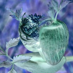 Ambient Live Projects