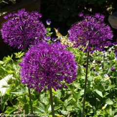Mendelssohn Song Without Words Op19.6 BI