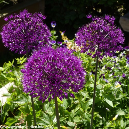 Mendelssohn Songs Without Words Op19.6 VI