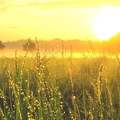 In the field