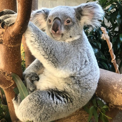 Koala chops