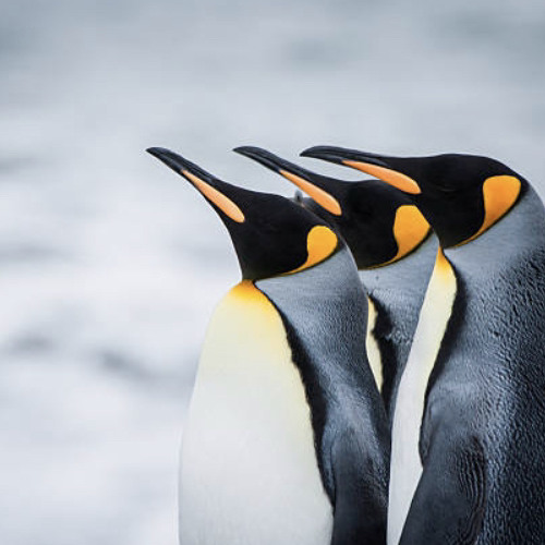 The Penguin Show (Episode 054) - Guest Mix NoNameLeft