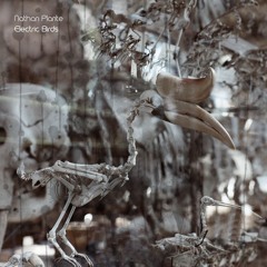 03 Electric Birds