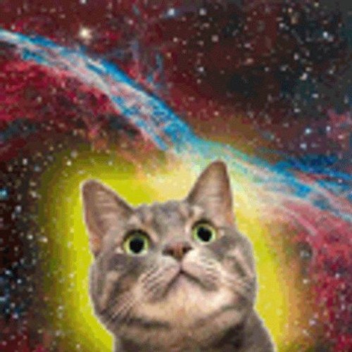 Catnip Addicted