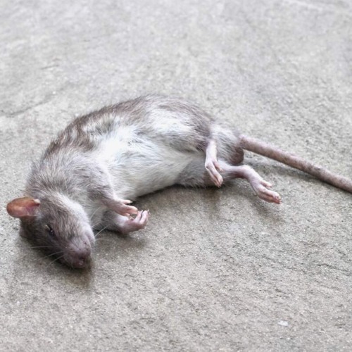 Focal Hazard - Sense Of Origin