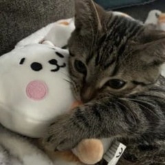 lost you again ✧ﾟ。heavenncore7  +yuzue (jichu, shatter3d)