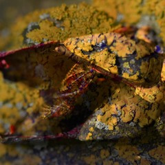 Even Such Smells and Sounds of Death As These From a Three Inch Hole