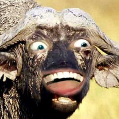 iBuffalo [freE download]