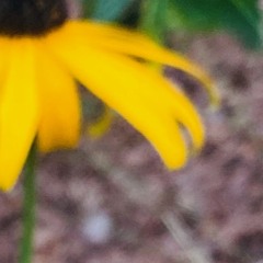 Summer Bees & Autumn Trees (Remastered)