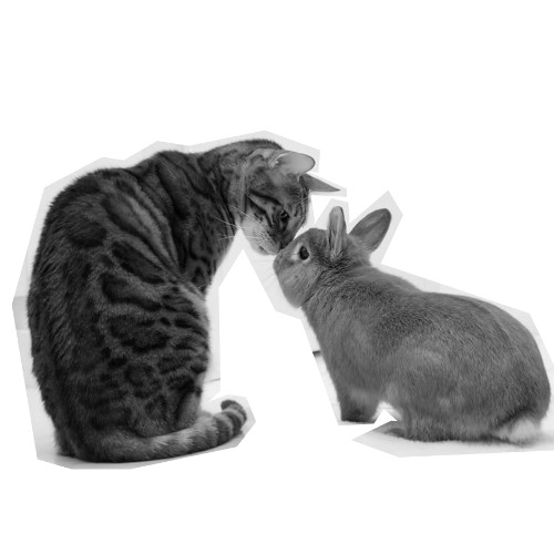 S1 E1 scared bunny, calm cat