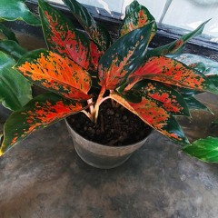 Putry Pasanea Ft. Kapthenpurek -  Kaka Main Salah X Belis Mahal