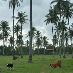 Bali VIBE Ep2 Coconut Tree @LOVE BALI
