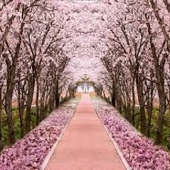 Shingo Nakamura - Chrystallum [Silk Music]