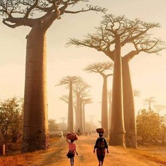 the baobab
