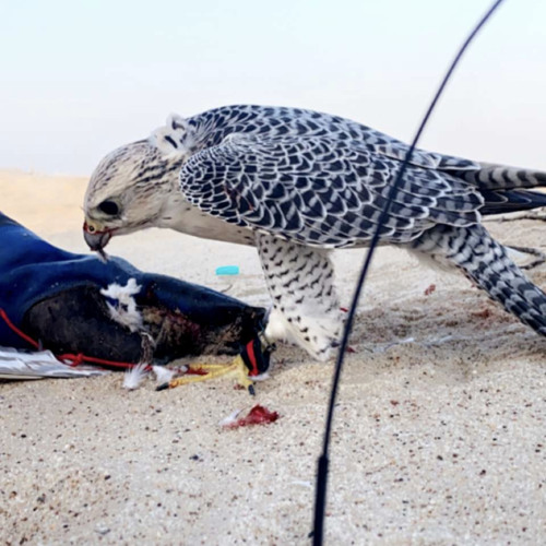 ياهيه طيرك لا تعديه سلوى