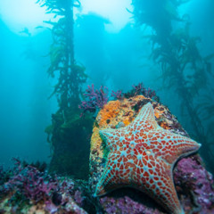 The Origins of the Chumash Heritage National Marine Sanctuary and its Failed Mechanisms