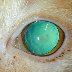 comp. myself ‎‎‎ ‎‎ ‎ ‎ ‎ ‎ ‎ ‎ ‎ ‎ ‎‎‎ ‎‎ ‎ ‎ ‎ ‎ ‎ ‎ eyes